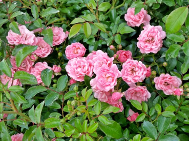 Rosa "The Fairy" - (Bodendeckerrose The Fairy),